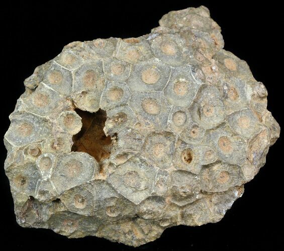Fossil Coral (Actinocyathus) Head - Morocco #44861